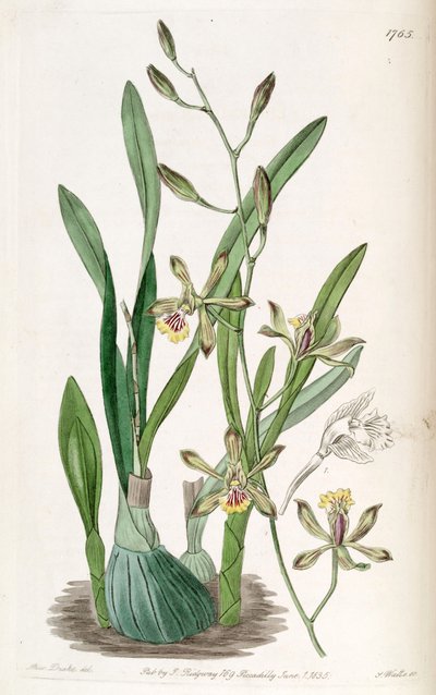 Encyclia gracilis (syn. Epidendrum gracile) - Miss Drake